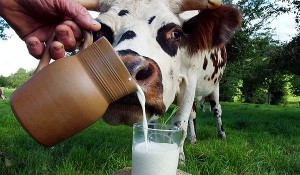 Как написать заявление на замену молока денежной компенсацией